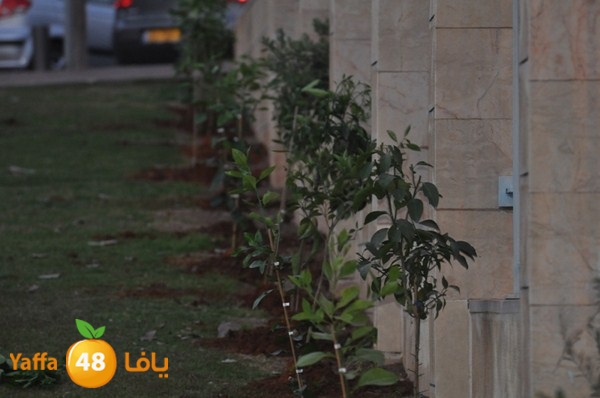 trees yaffa jamhairea (16).JPG